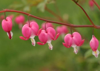 Hoa Tigon nở hoa quanh năm, đặc biệt đẹp nhất vào tháng 4-5