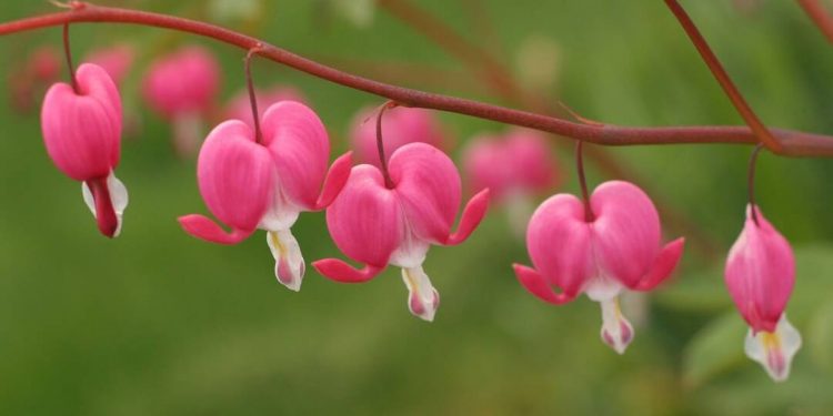 Hoa Tigon nở hoa quanh năm, đặc biệt đẹp nhất vào tháng 4-5