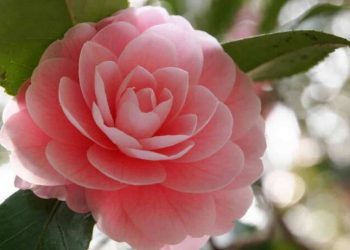 Trà my màu hồng quyến rũ, thanh tao với tên gọi hồng trà