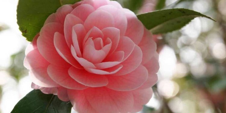 Trà my màu hồng quyến rũ, thanh tao với tên gọi hồng trà