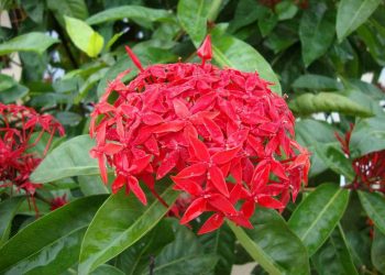 Bông trang có thể tránh tà để bảo vệ gia trạch yên ổn