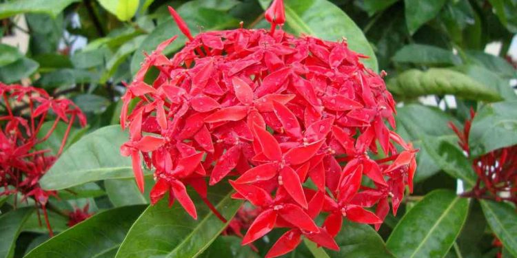 Bông trang có thể tránh tà để bảo vệ gia trạch yên ổn