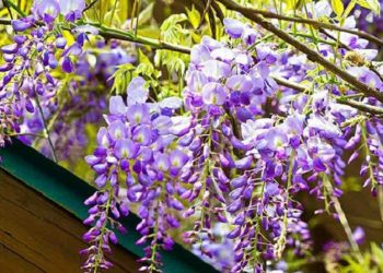 Đặc điểm riêng biệt chỉ có ở Tử Đằng khi nở