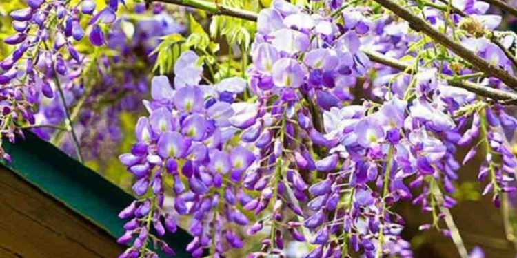 Đặc điểm riêng biệt chỉ có ở Tử Đằng khi nở