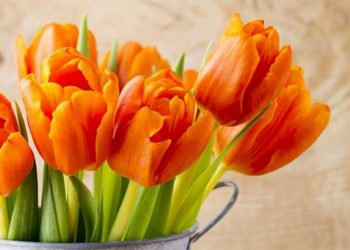 Màu cam của bông Tulip là đại diện cho sự hạnh phúc