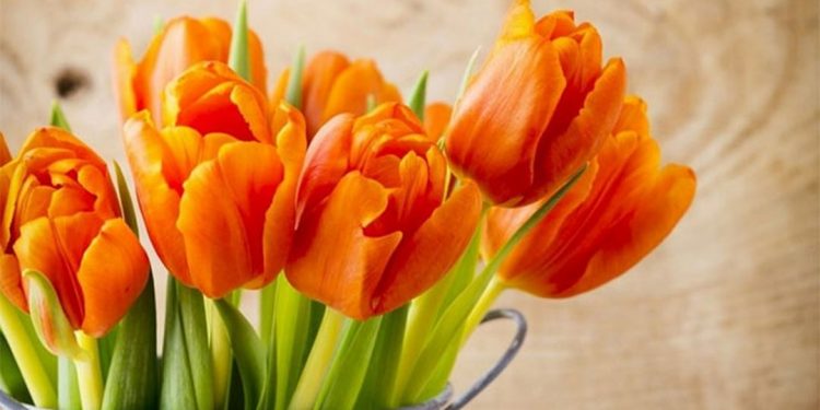 Màu cam của bông Tulip là đại diện cho sự hạnh phúc