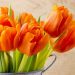 Màu cam của bông Tulip là đại diện cho sự hạnh phúc