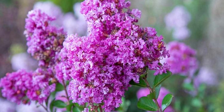 Bông hoa màu tính luôn mang đến vẻ đẹp huyền bí và kiêu sa