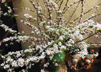 Chọn mua tại các cửa tiệm hoa uy tín