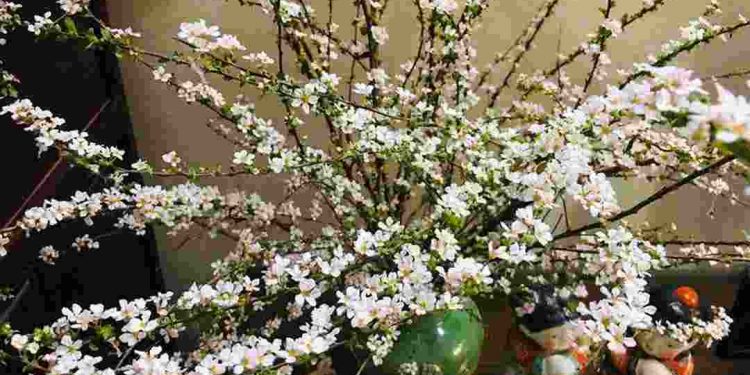 Chọn mua tại các cửa tiệm hoa uy tín