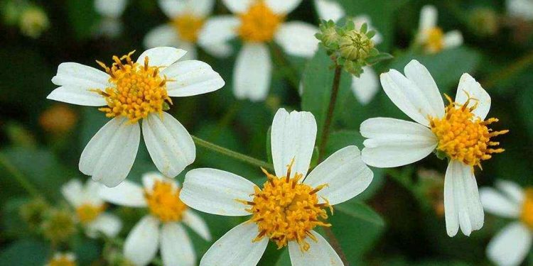 Loài hoa giúp sát trùng vết thương do bị động vật cắn.