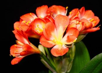 Hoa quân tử không có tác dụng chữa bệnh nhưng thanh lọc không gian