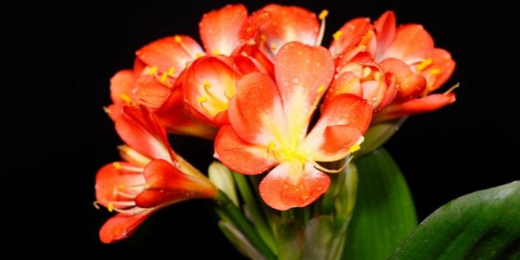 Hoa quân tử không có tác dụng chữa bệnh nhưng thanh lọc không gian