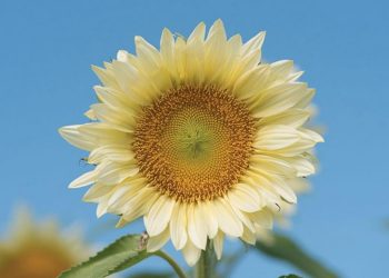 Các loại hoa hướng dương được phân loại như thế nào?