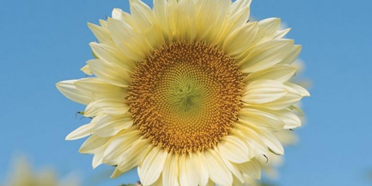 Các loại hoa hướng dương được phân loại như thế nào?