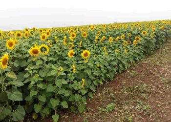 Cách trồng hoa hướng dương ra hoa đẹp và hiệu quả nhất