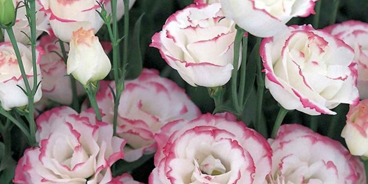 Màu hồng tượng trưng cho vẻ đẹp của tình yêu 