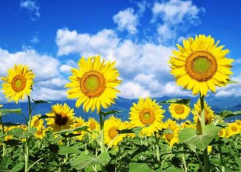 Hoa hướng dương ăn có tốt không? Tốt cho những bệnh nào?