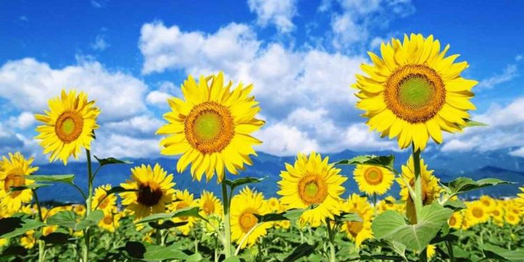 Hoa hướng dương ăn có tốt không? Tốt cho những bệnh nào?