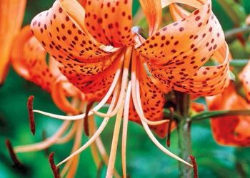 Môi trường sinh thái quyết định nên chất lượng hoa tiger lily