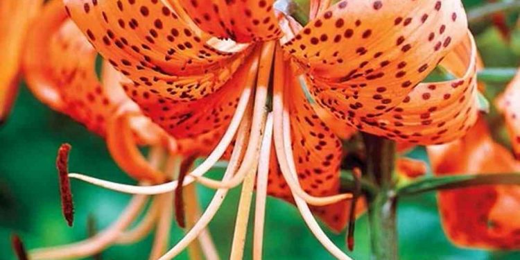 Môi trường sinh thái quyết định nên chất lượng hoa tiger lily