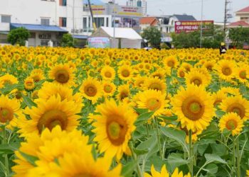 Tác dụng của hoa hướng dương đối với sức khỏe con người