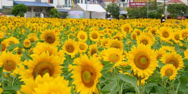 Tác dụng của hoa hướng dương đối với sức khỏe con người