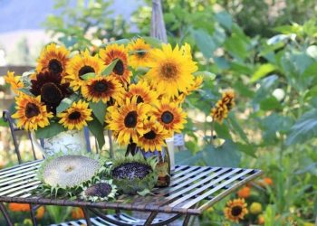 Ý nghĩa hoa hướng dương là gì? Tìm hiểu về ý nghĩa loài hoa