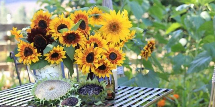 Ý nghĩa hoa hướng dương là gì? Tìm hiểu về ý nghĩa loài hoa