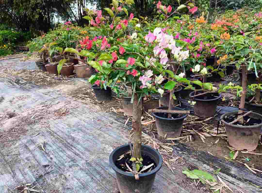 Phân biệt hoa giấy truyền thống và hoa giấy Thái