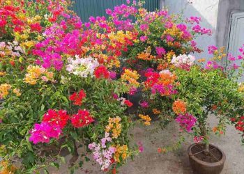 Trồng hoa giấy Thái Lan dễ dàng và kinh nghiệm chăm sóc hoa