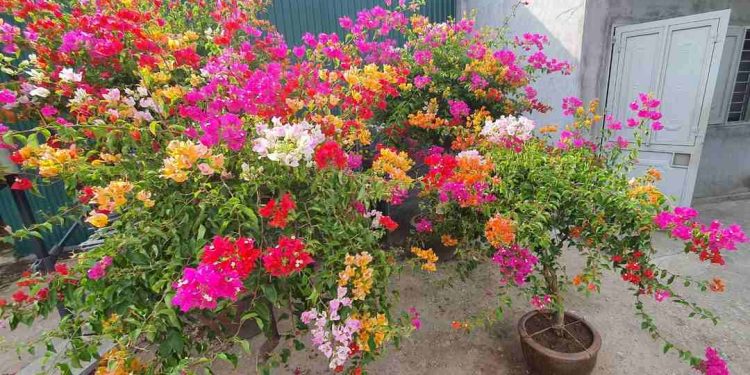 Trồng hoa giấy Thái Lan dễ dàng và kinh nghiệm chăm sóc hoa