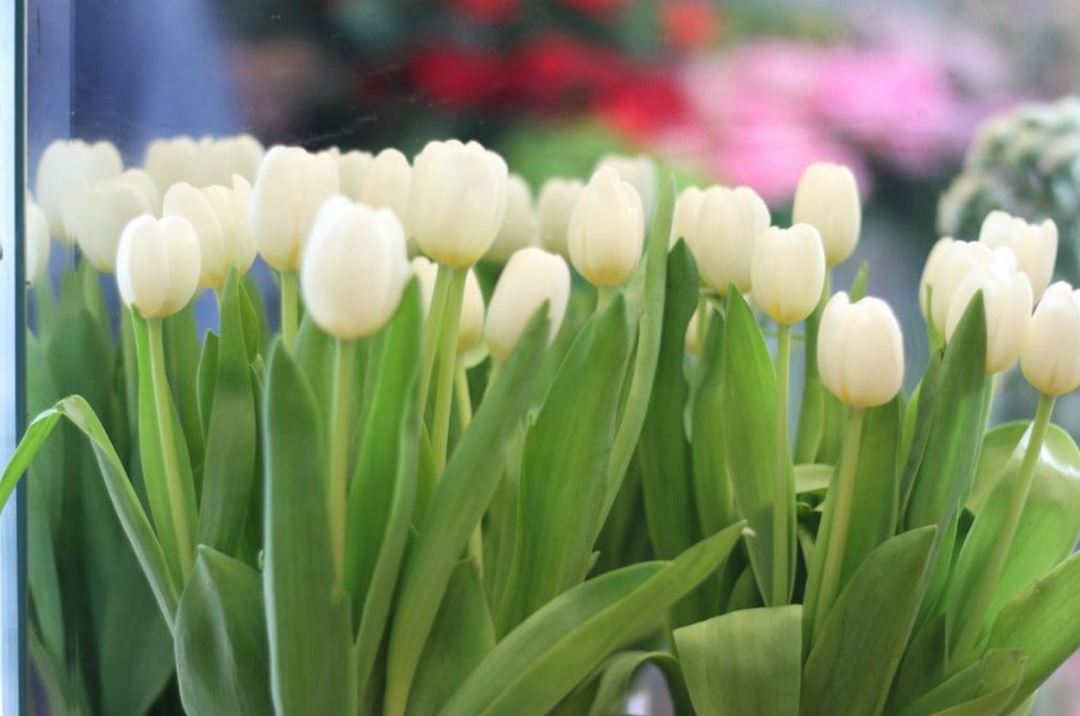 Chăm sóc hoa Tulip như thế nào?