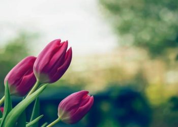 Chăm sóc hoa Tulip như thế nào để hoa tươi lâu trong nhà