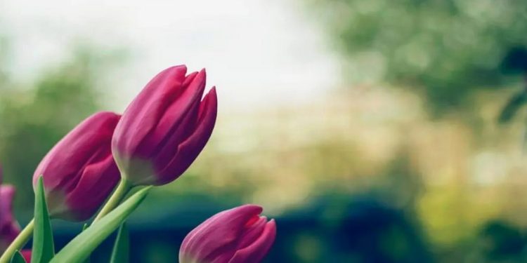 Chăm sóc hoa Tulip như thế nào để hoa tươi lâu trong nhà