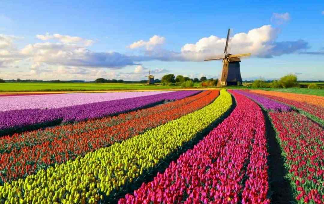 Nguồn gốc xuất xứ của loài hoa tulip