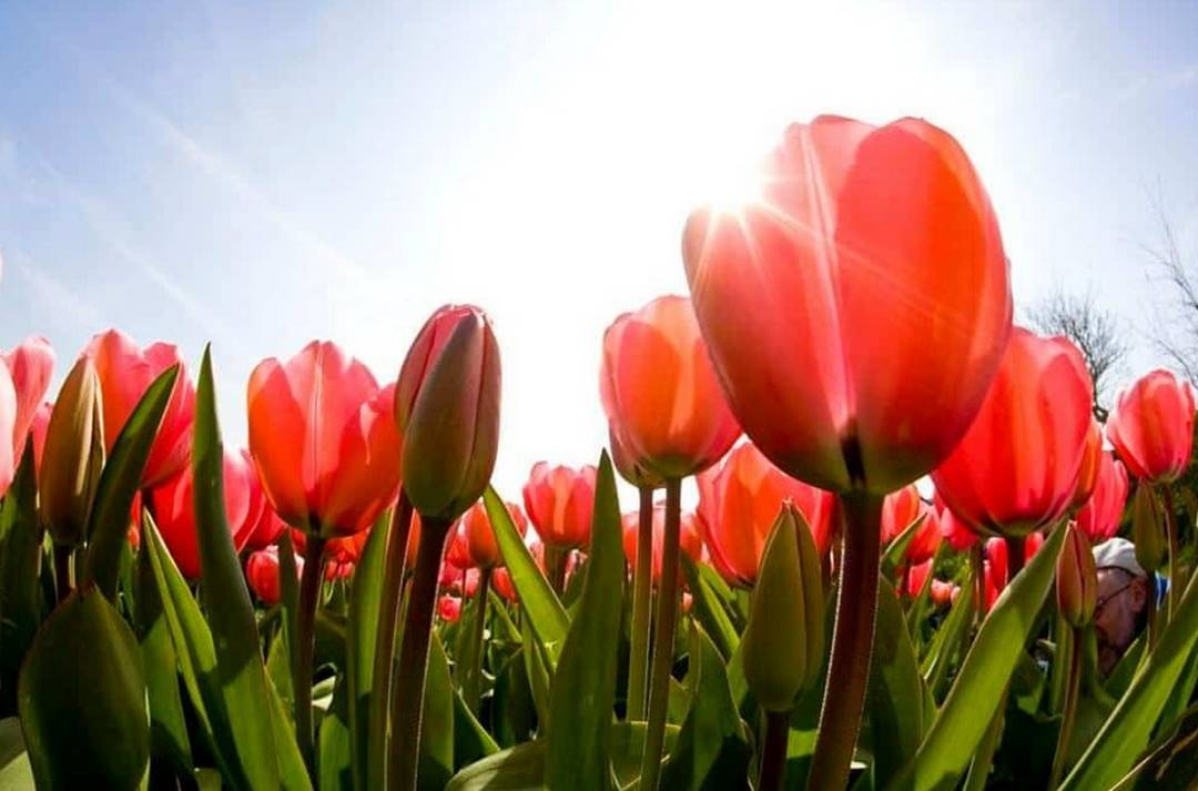 Trồng hoa Tulip ở Việt Nam