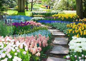 Chọn giống hoa Tulip khỏe nâng cao hiệu quả trồng hoa