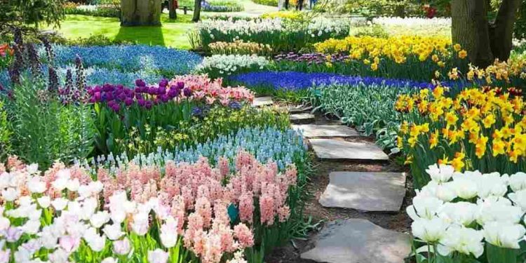 Chọn giống hoa Tulip khỏe nâng cao hiệu quả trồng hoa