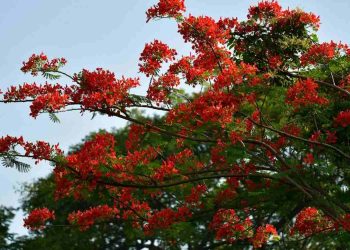 Đặc điểm của hoa phượng là gì? Tìm hiểu nguồn gốc của hoa