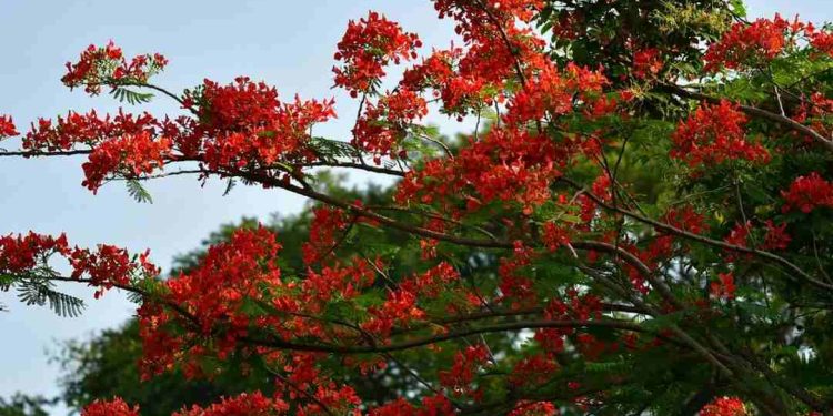 Đặc điểm của hoa phượng là gì? Tìm hiểu nguồn gốc của hoa