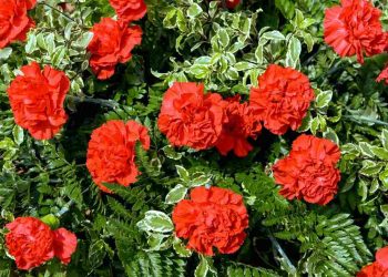 Hoa Cẩm Chướng đỏ với vẻ đẹo đại diện cho lòng vị tha