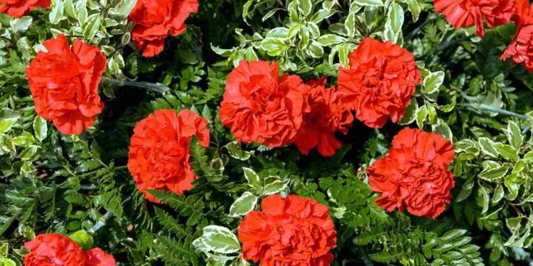 Hoa Cẩm Chướng đỏ với vẻ đẹo đại diện cho lòng vị tha