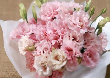 Hoa Cẩm Chướng hồng với vẻ đẹp mang theo nhiều ý nghĩa