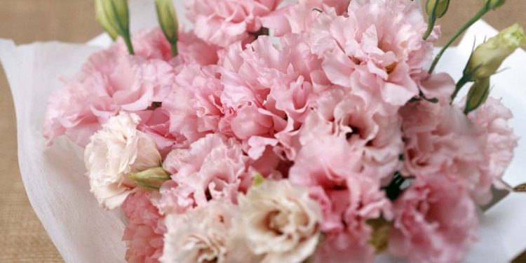 Hoa Cẩm Chướng hồng với vẻ đẹp mang theo nhiều ý nghĩa