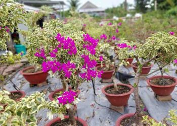 Hoa giấy cẩm thạch – Loài hoa với màu sắc vô cùng độc đáo