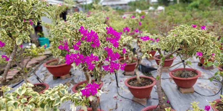 Hoa giấy cẩm thạch – Loài hoa với màu sắc vô cùng độc đáo