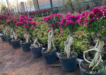 Hoa giấy Mỹ - Loài hoa được ưa chuộng với nhiều ứng dụng