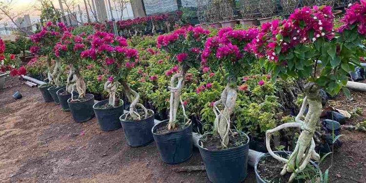 Hoa giấy Mỹ - Loài hoa được ưa chuộng với nhiều ứng dụng