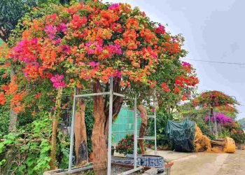 Trồng hoa giấy ngũ sắc như thế nào? Hướng dẫn chăm sóc cây?